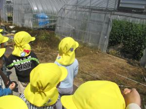 トマトも発見！