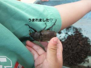 かぶとむし