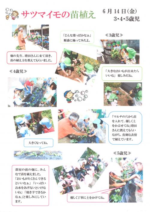 サツマイモ