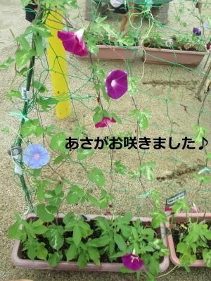 あさがお