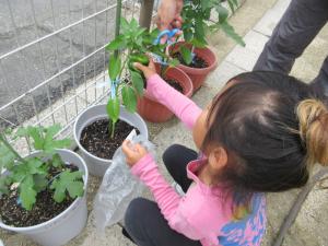 夏野菜の収穫