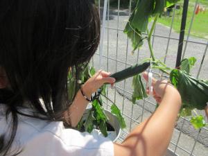夏野菜の収穫の様子