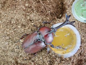 カブトムシ　アップ