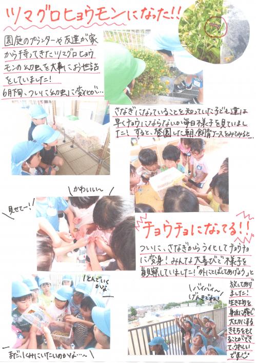 ドキュメント　ツマグロヒョウモンになった