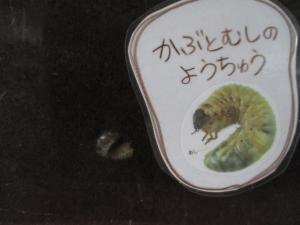 幼虫