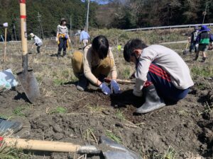 キウイ植栽