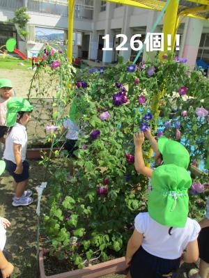あさがお