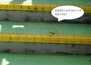 バッタ