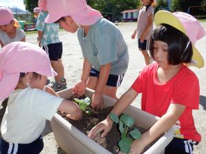 佐保幼　野菜の苗2