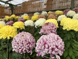 菊花大会