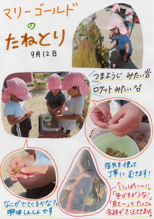 マリーゴールドの種取り