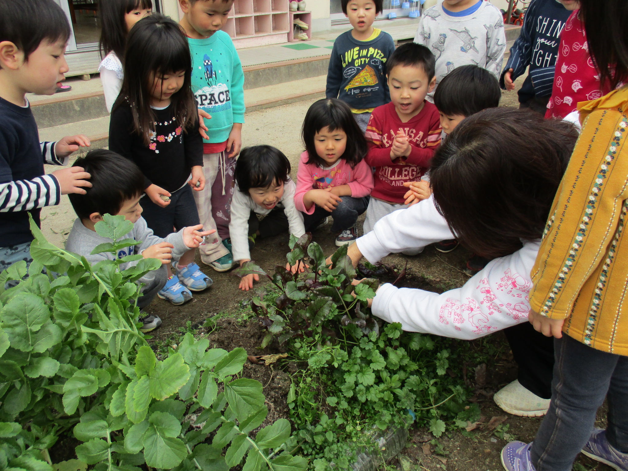 育てた野菜をクッキングに使うために収穫する3歳児