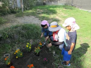 5歳児花を植える様子
