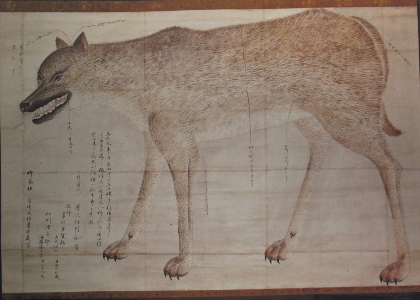 オオカミの図