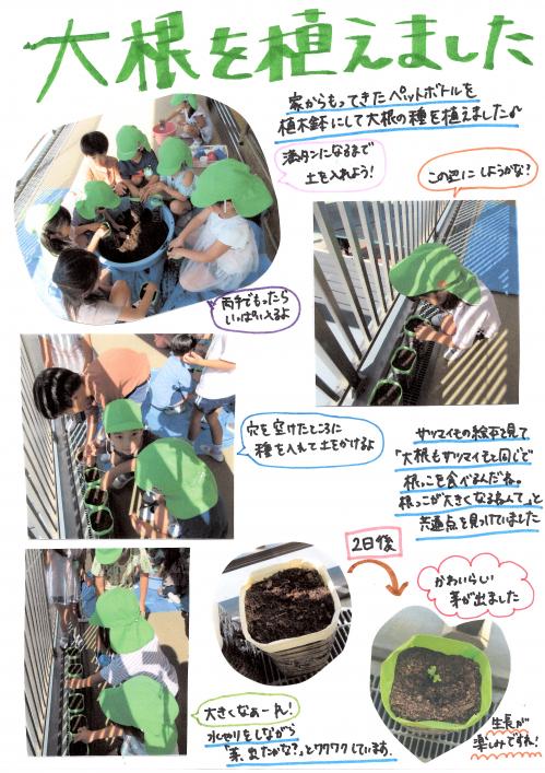 大根を植えました