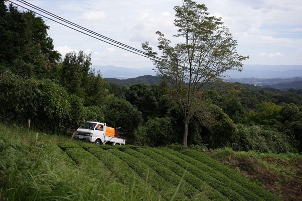 川崎さんちの茶畑の遠景