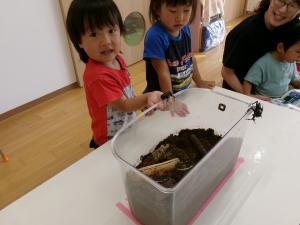 カブトムシがやってきました