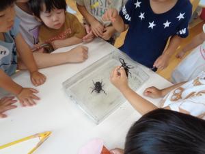 大人気のカブトムシ