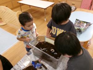 幼虫がうまれました