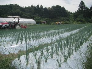 奈良市産の青ねぎの畑