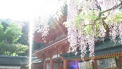 奈良市観光PR映像-春- サムネイル