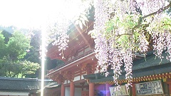 奈良市観光PR映像-春- サムネイル