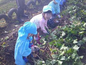 4歳児が力いっぱいツルを引っ張っています