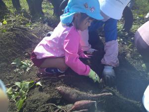 4歳児が畑の先生と一緒にサツマイモほりをしています