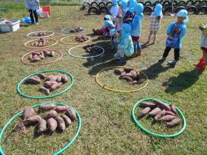 4歳児サツマイモの数を10ずつ分けて数えています