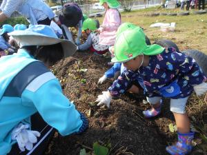 3歳児が頑張ってサツマイモをほっています