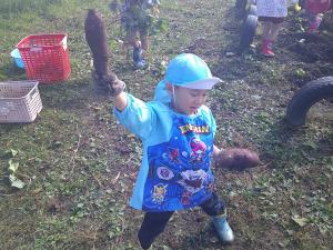 4歳児がさつまいもがたくさんほれて喜んでいます