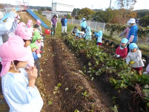 5歳児がサツマイモ掘りの応援をしています