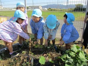 4歳　いもほり