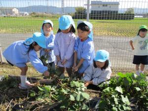 4歳児　ほし組　いもほり