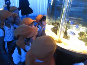 魚がいる　みかん
