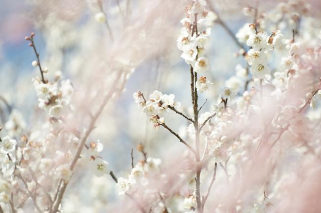 梅の花