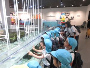 水槽の生き物を見ています