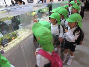 2くみ　魚を見ています