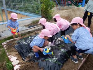 佐保幼　タマネギ植え２