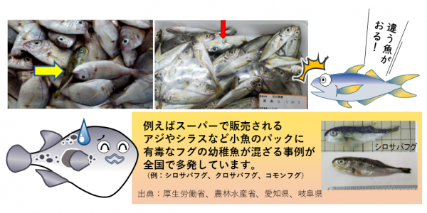 全国で発生している、フグの混入事例に関する注意喚起の画像です