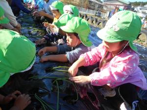 3歳児がタマネギの苗をそっと植えています