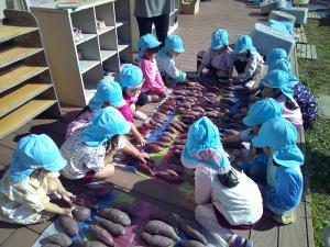 4歳児が洗ったサツマイモを並べています