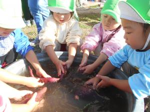 3歳児がきれいにサツマイモを洗っています