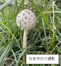 オオシロカラカサタケの画像です