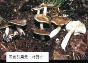 クサウラベニタケの画像です