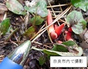 カエンタケの画像です