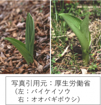 バイケイソウの画像です