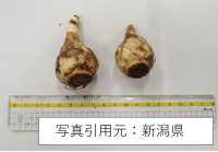 スイセンの鱗茎の画像です