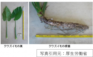 クワズイモの画像です