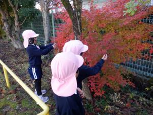 佐保幼紅葉